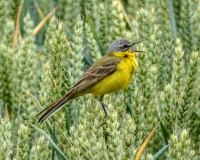 Lokkenpolder - Weerribben